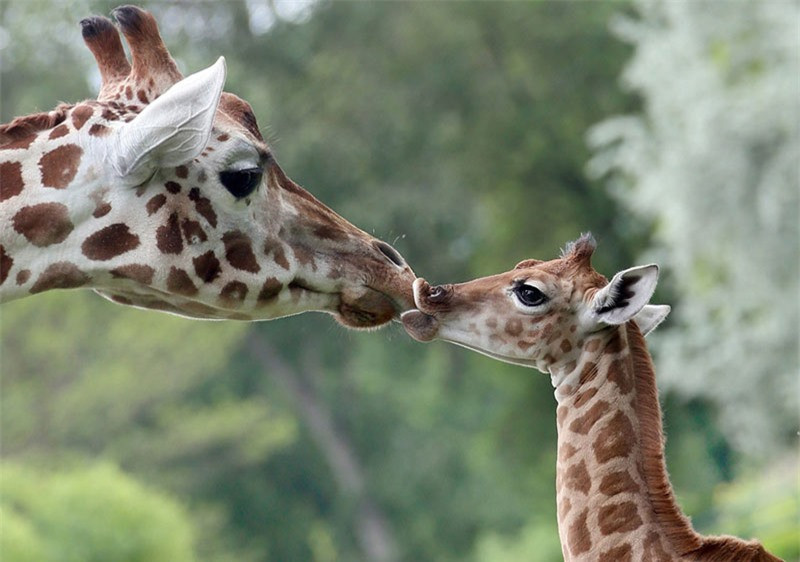 Con đực có thể đạt chiều cao từ 4,8-5,5m và cân nặng lên tới 1.300kg. Kỷ lục đo được của một con hươu cao cổ là cao 5,87m và nặng khoảng 2.000kg. Con cái thì thường có chiều cao và cân nặng thấp hơn giống đực một chút (khoảng 828kg).