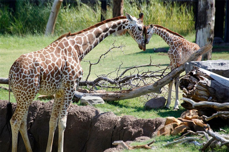 Con đực bước vào độ tuổi sinh sản khi được 7 tuổi. Hươu cao cổ non mới sinh có thể chạy nhảy bình thường.