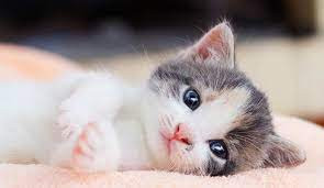 Thời gian tới, mọi thứ đối với con giáp này đều ổn định, gia đình êm ấm, không có vấn đề gì khiến họ phải đau đầu. (Theo Sina) * Thông tin trong bài mang tính tham khảo, chiêm nghiệm.