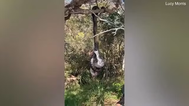 Tap the duc tren bai bien, nguoi phu nu thay canh noi da ga