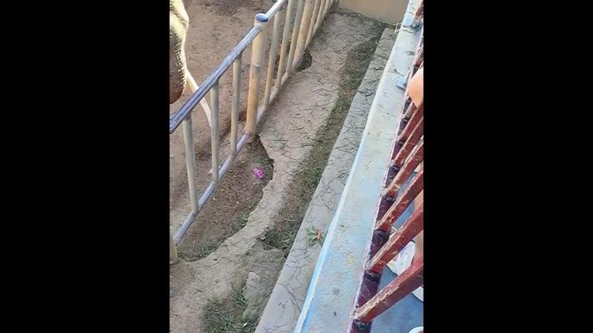 Video: Kinh ngac voi thong minh biet nhat dep cho du khach