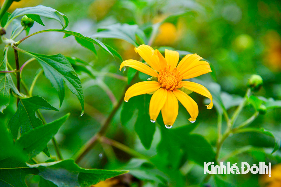 Hoa dã quỳ còn được biết đến với nhiều tên gọi như cúc quỳ hay hướng dương dại.