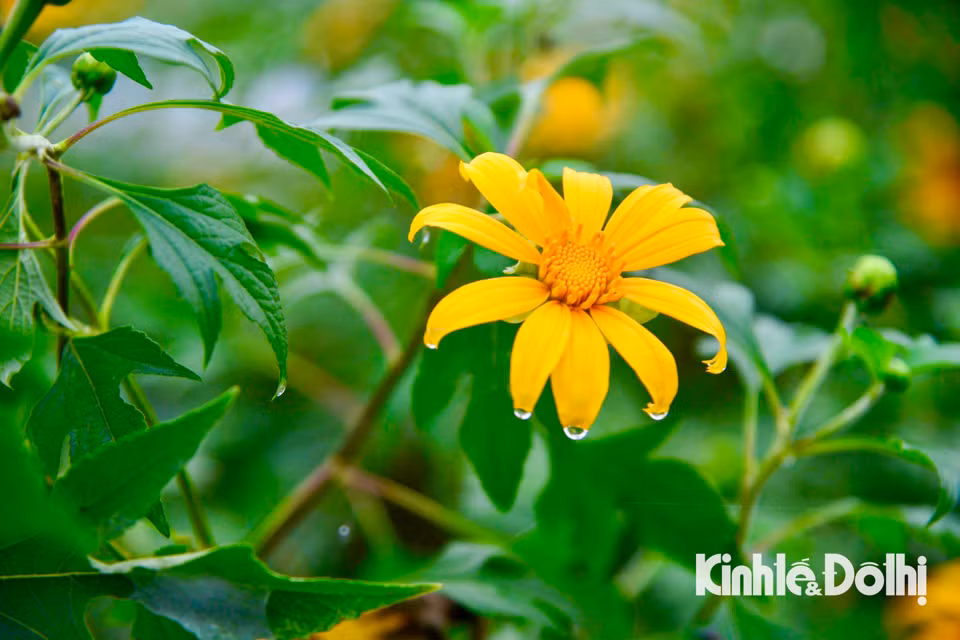 Hoa dã quỳ còn được biết đến với nhiều tên gọi như cúc quỳ hay hướng dương dại.