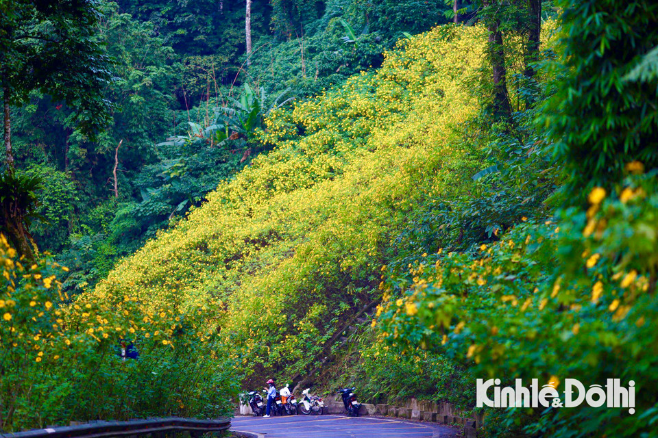 Đầu tháng 11, chính là khoảng thời gian hoa dã quỳ nở rộ tại vườn quốc gia Ba Vì. Màu vàng rực rỡ của loài hoa dại nhưng đầy sức mê hoặc đã trở thành nét đặc trưng khi đến vườn vào thời gian này. 