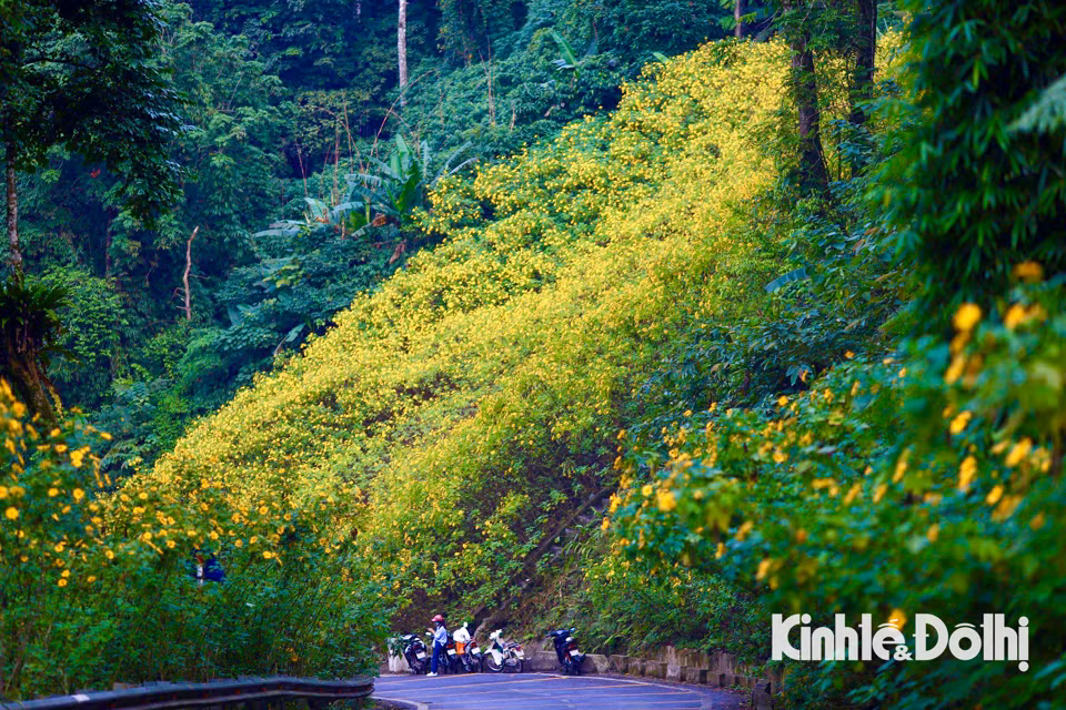 Đầu tháng 11, chính là khoảng thời gian hoa dã quỳ nở rộ tại vườn quốc gia Ba Vì. Màu vàng rực rỡ của loài hoa dại nhưng đầy sức mê hoặc đã trở thành nét đặc trưng khi đến vườn vào thời gian này. 