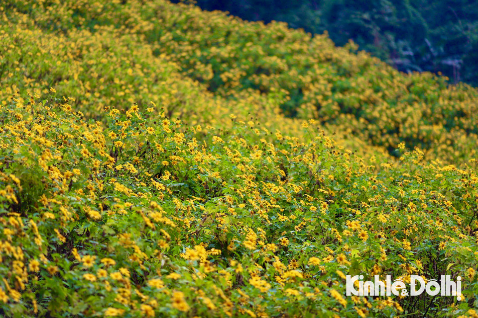 Hoa dã quỳ thường nở vào khoảng 2 tuần cuối tháng 10 hoặc đầu tháng 11 dương lịch hàng năm, thời gian nở rộ chỉ dao động từ 10 - 14 ngày, đây là thời điểm lý tưởng để du khách ngắm nhìn những cánh hoa dã quỳ vàng rực rỡ trải dài khắp các triền đồi, núi non. 