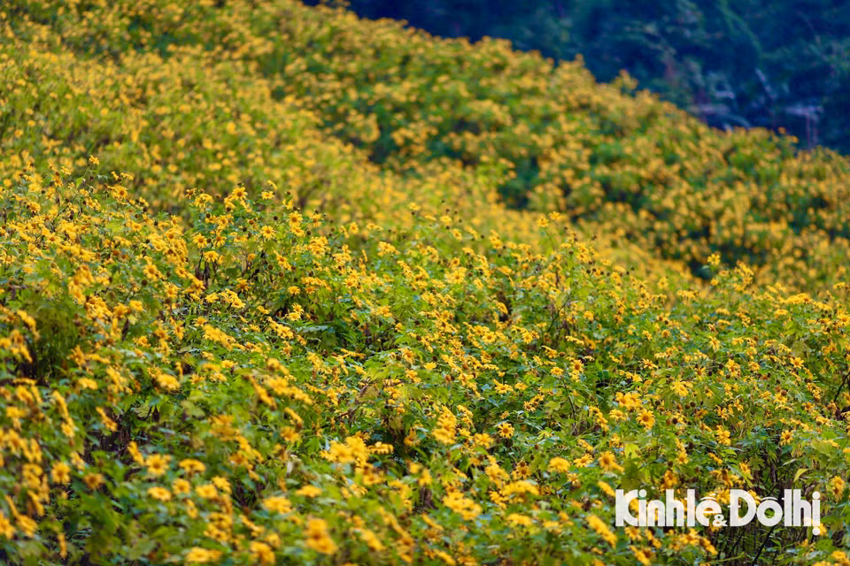 Hoa dã quỳ thường nở vào khoảng 2 tuần cuối tháng 10 hoặc đầu tháng 11 dương lịch hàng năm, thời gian nở rộ chỉ dao động từ 10 - 14 ngày, đây là thời điểm lý tưởng để du khách ngắm nhìn những cánh hoa dã quỳ vàng rực rỡ trải dài khắp các triền đồi, núi non. 