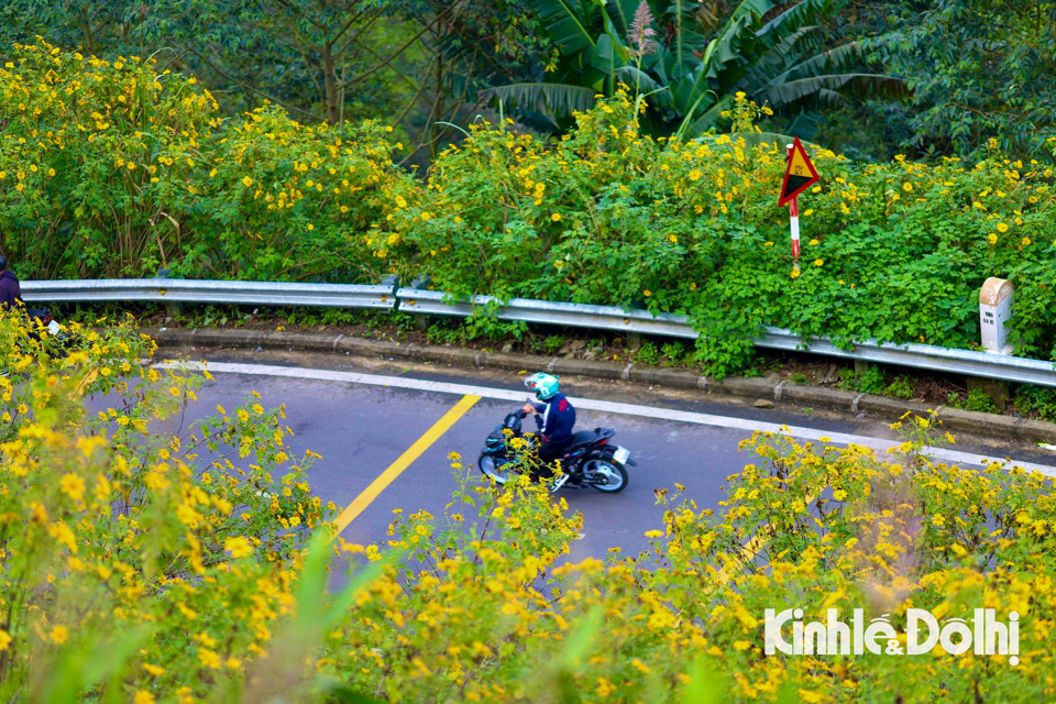 Những ngày cuối tuần là thời gian thích hợp để nhiều du khách lên Ba Vì tận hưởng cảm giác thảnh thơi, hòa mình với thiên nhiên và khám phá vẻ đẹp của hoa dã quỳ.