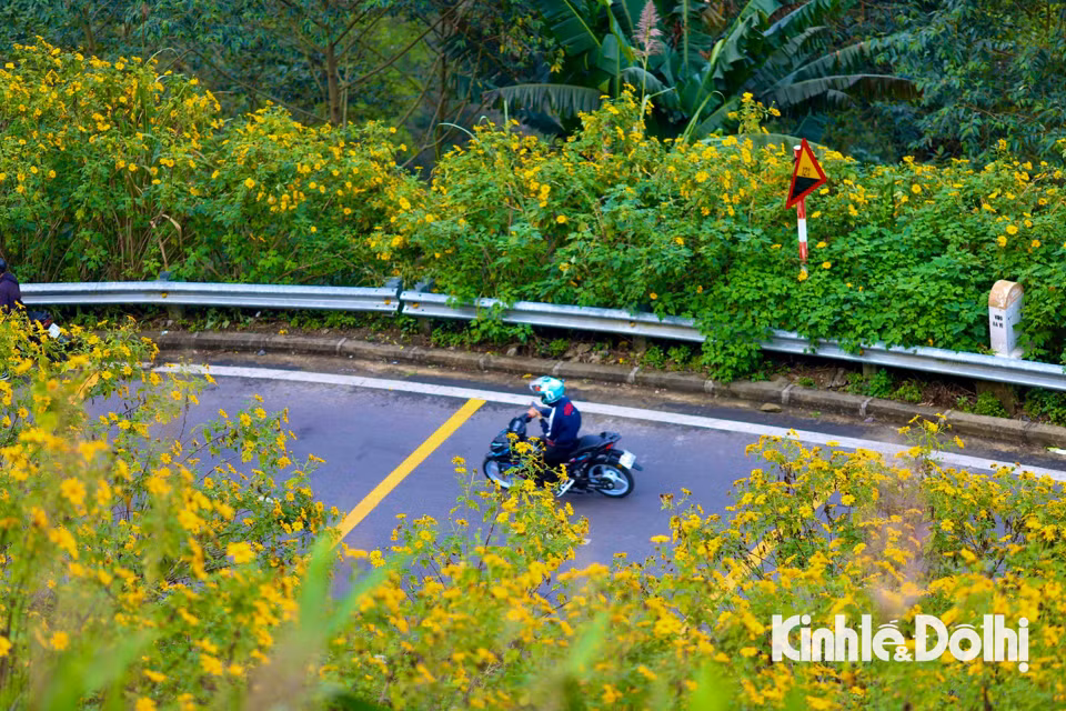 Những ngày cuối tuần là thời gian thích hợp để nhiều du khách lên Ba Vì tận hưởng cảm giác thảnh thơi, hòa mình với thiên nhiên và khám phá vẻ đẹp của hoa dã quỳ.