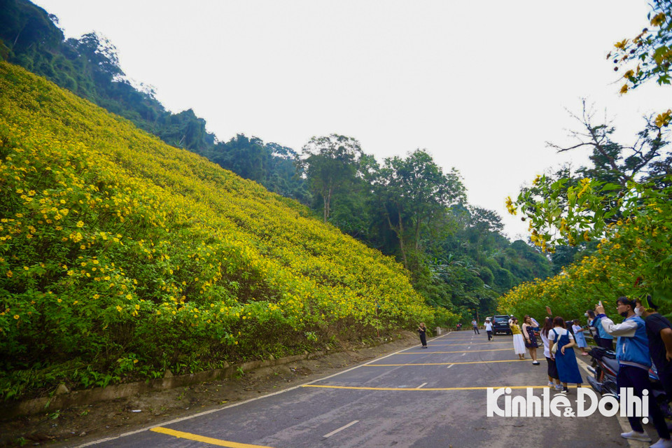 Hiện nay khắp các cung đường, sườn đồi núi Ba Vì, hoa dã quỳ đang bung nở tạo nên những thảm vàng trên dọc đường.