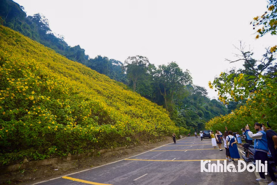 Hiện nay khắp các cung đường, sườn đồi núi Ba Vì, hoa dã quỳ đang bung nở tạo nên những thảm vàng trên dọc đường.