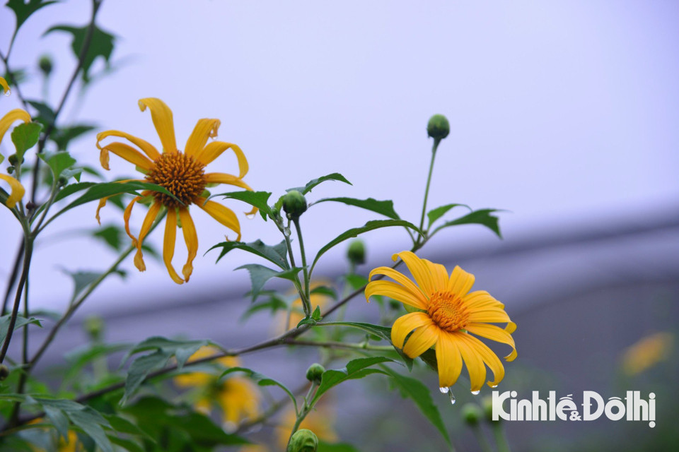 Mỗi bông hoa thường có 13 cánh, tỏa tròn to khoảng 8 – 10cm, cánh hoa màu vàng rực, nhụy căng tròn, tràn đầy sức sống.