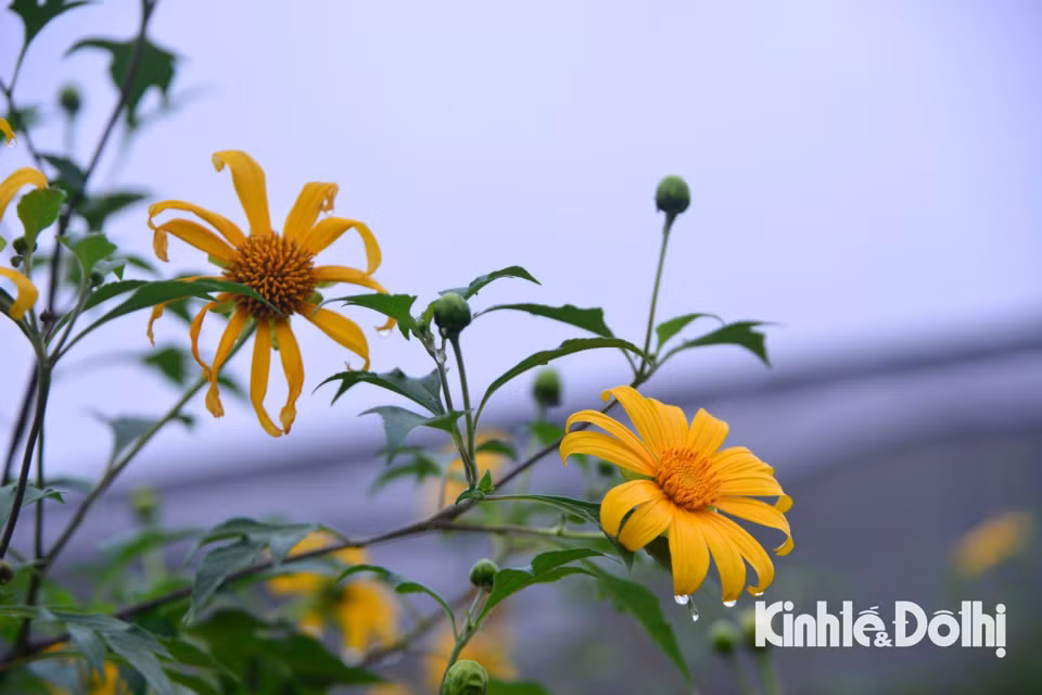 Mỗi bông hoa thường có 13 cánh, tỏa tròn to khoảng 8 – 10cm, cánh hoa màu vàng rực, nhụy căng tròn, tràn đầy sức sống.