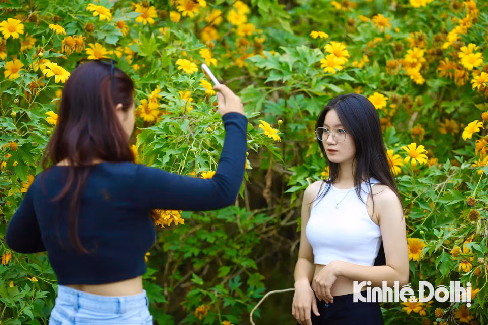 Đông đảo giới trẻ tới đây vừa kết hợp đi chơi, nghỉ ngơi và để check-in cùng hoa dã quỳ.
