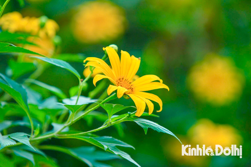 Hoa dã quỳ tại Vườn quốc gia Ba Vì được người Pháp đem về trồng từ những năm 1930 – 1945 của thế kỷ 20.