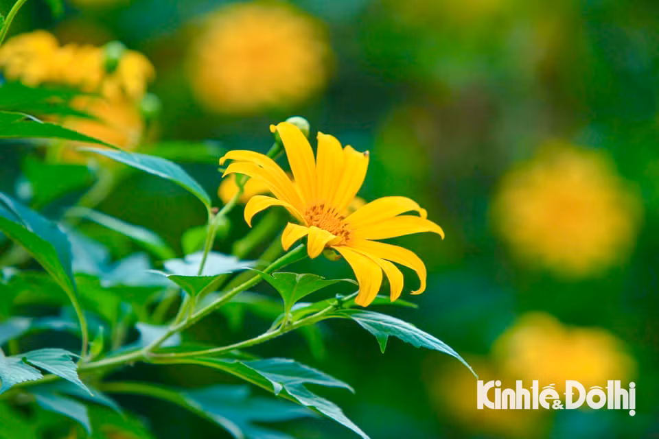 Hoa dã quỳ tại Vườn quốc gia Ba Vì được người Pháp đem về trồng từ những năm 1930 – 1945 của thế kỷ 20.