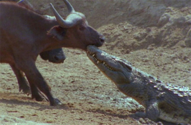 Trâu rừng thoát chết “thần kỳ” trước hàm cá sấu ảnh 1