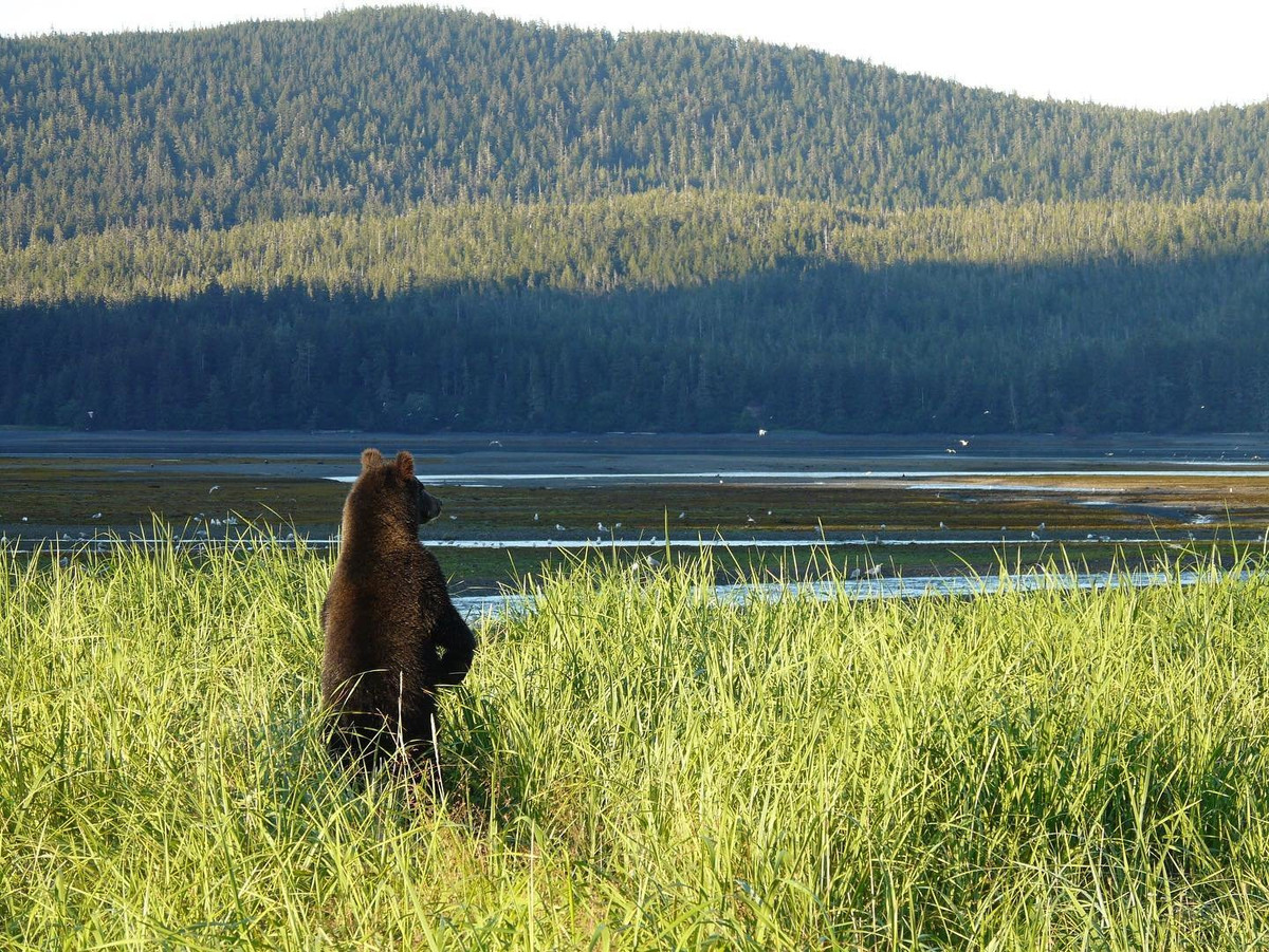 Tai sao nhung con gau lai ngoi that than ben ve duong?-Hinh-3