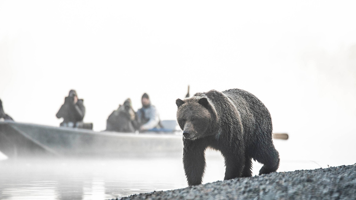 Tai sao nhung con gau lai ngoi that than ben ve duong?-Hinh-4