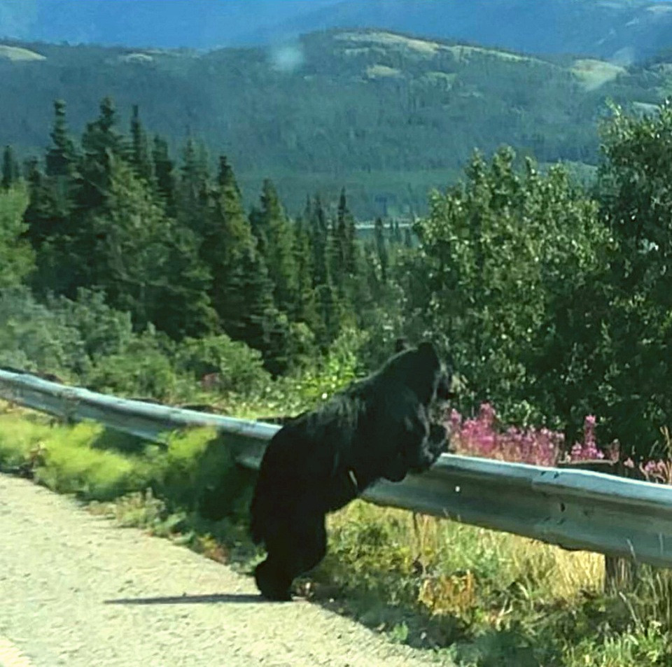 Tai sao nhung con gau lai ngoi that than ben ve duong?