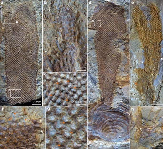 Dạng sống kỳ lạ 500 triệu tuổi ở Trung Quốc: Kết luận “ngã ngửa” - Hình 2 Dang song ky la 500 trieu tuoi o Trung Quoc: Ket luan “nga ngua”-Hinh-2