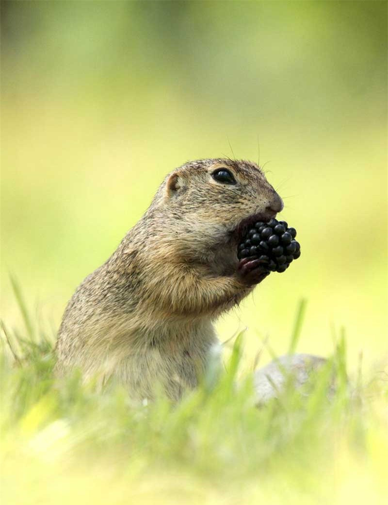 Sóc nhỏ “phi thân” hái quả mâm xôi ảnh 3