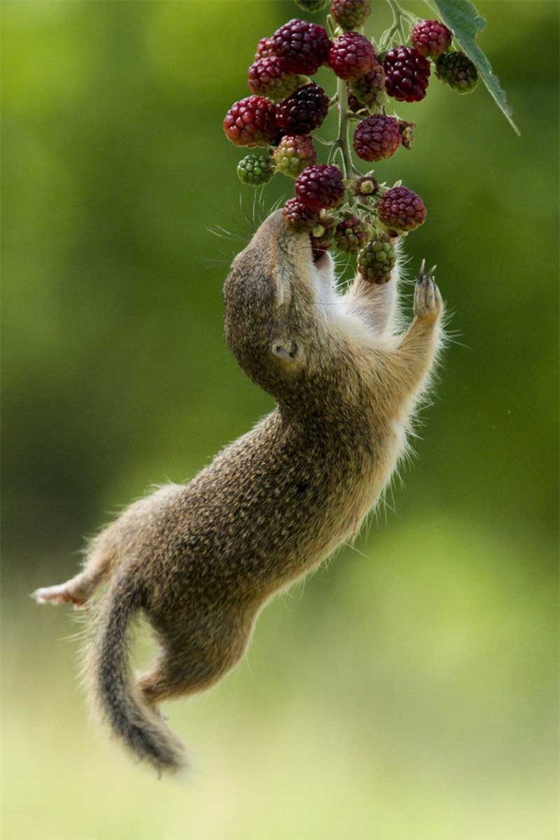 Sóc nhỏ “phi thân” hái quả mâm xôi ảnh 6
