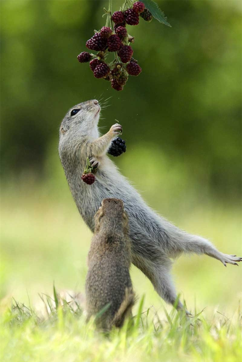 Sóc nhỏ “phi thân” hái quả mâm xôi ảnh 2