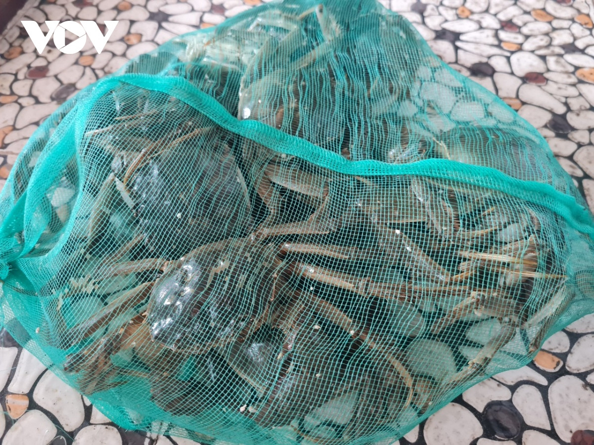 Loại cua bò dưới sông Cầu của Bắc Giang, đại gia muốn ăn Loai cua bo duoi song Cau cua Bac Giang, dai gia muon an