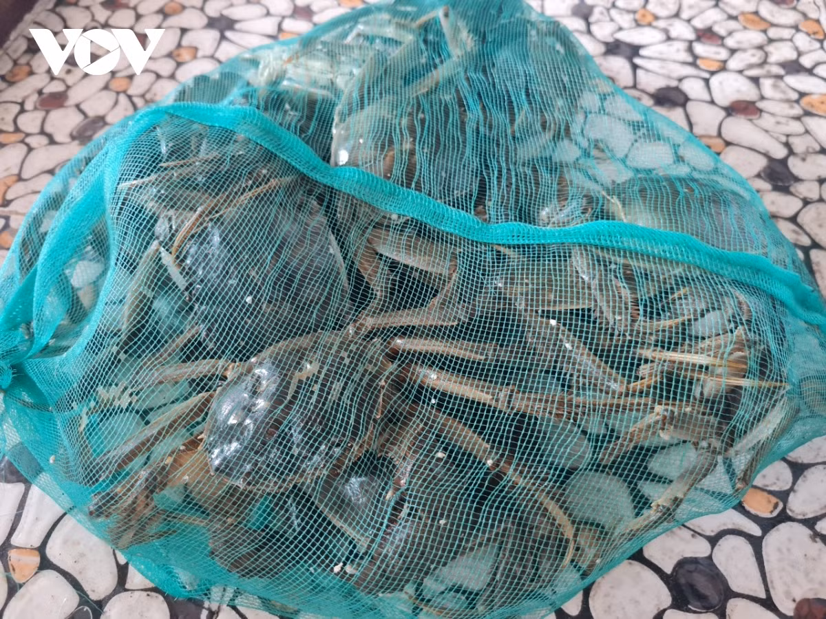 Loai cua bo duoi song Cau cua Bac Giang, dai gia muon an