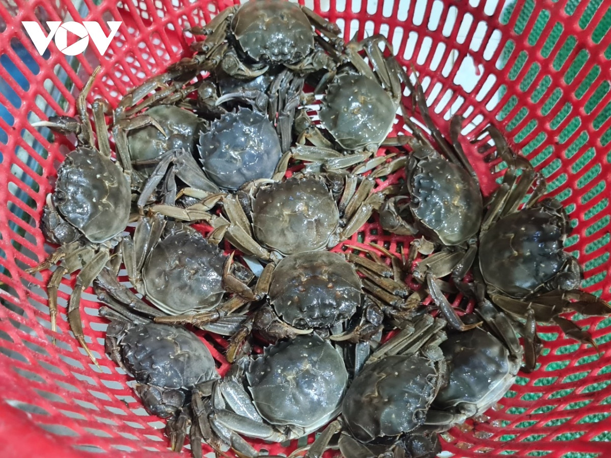 Loại cua bò dưới sông Cầu của Bắc Giang, đại gia muốn ăn - Hình 2 Loai cua bo duoi song Cau cua Bac Giang, dai gia muon an-Hinh-2