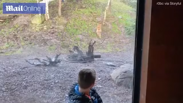 Ho dien cuong lao toi vo be trai qua cua kinh va cai ket