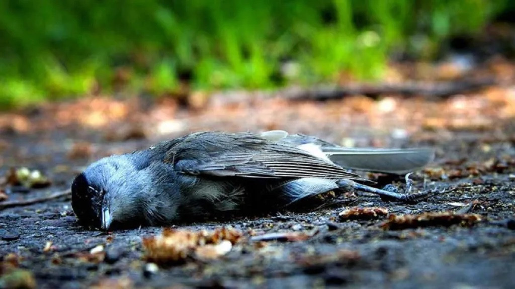 Nhung cau chuyen bi an chua co loi giai dap o An Do-Hinh-6