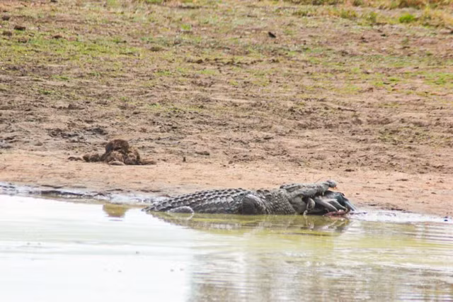 Dang boi loi, ngong Ai Cap bi ca sau song Nile 