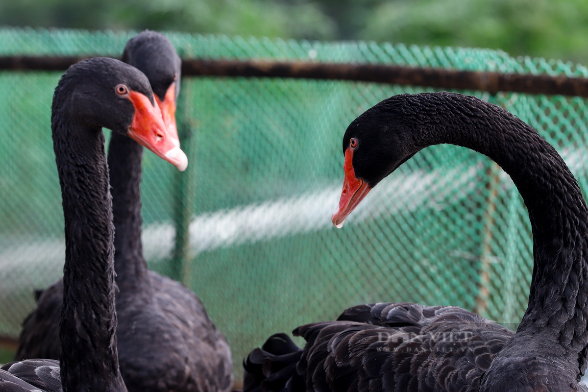 Theo quan sát, hiện sức khỏe của 6 con thiên nga vẫn khỏe mạnh.