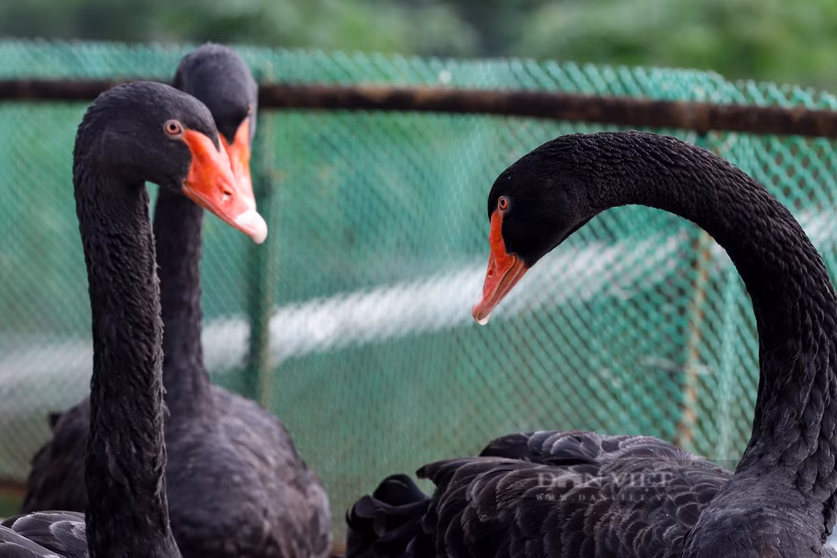 Theo quan sát, hiện sức khỏe của 6 con thiên nga vẫn khỏe mạnh.