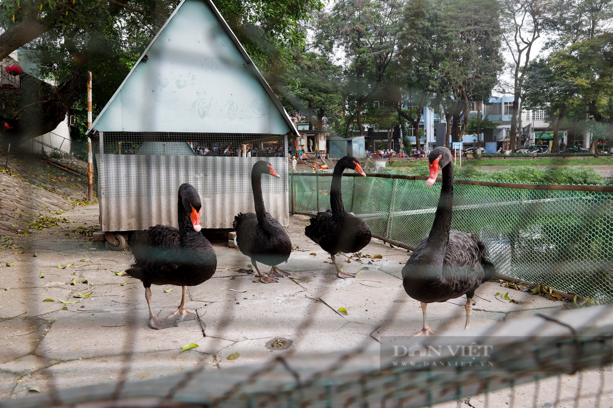 Sau 5 năm nuôi thả ở hồ Thiền Quang, 12 con thiên nga giờ chỉ còn lại 6 con (4 đen và 2 trắng). Hiện tại, đàn thiên nga được nuôi trong một khu vực rộng vài chục mét vuông, xung quanh là rào chắn bằng các tấm lưới thép và bè thủy sinh.