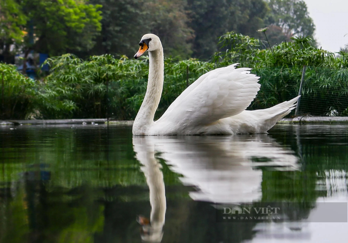 Được biết, trong số 6 con thiên nga bị chết thì 2 con do không thích nghi được, 4 con chết do ăn phải thức ăn có lưỡi câu ở hồ Thiền Quang.