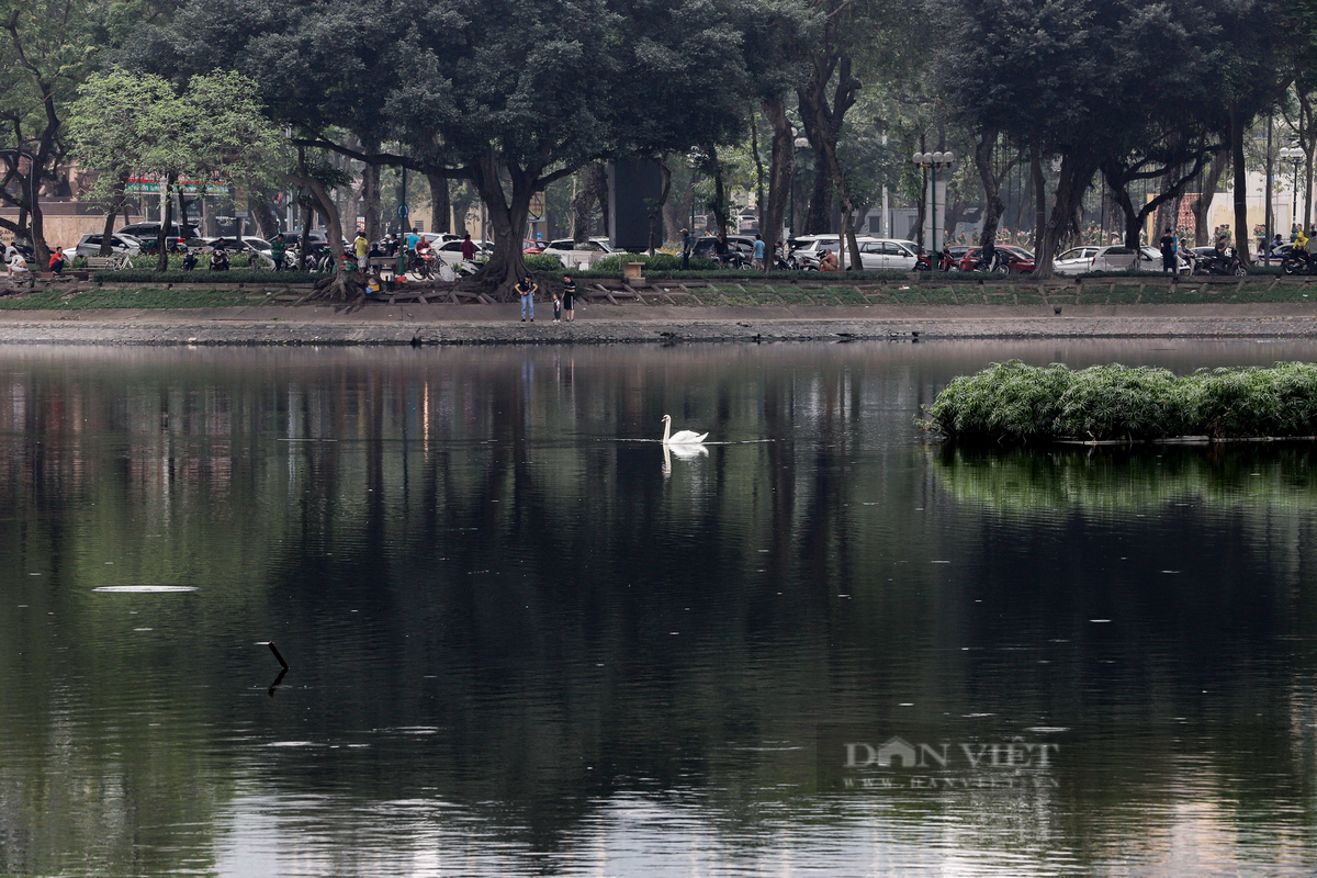 Trước đó, vào năm 2019, đàn thiên nga đẻ hàng chục quả trứng. Công ty Thoát nước Hà Nội phối hợp với một số đơn vị tìm cách nhân giống đàn thiên nga này nhưng không thành công.
