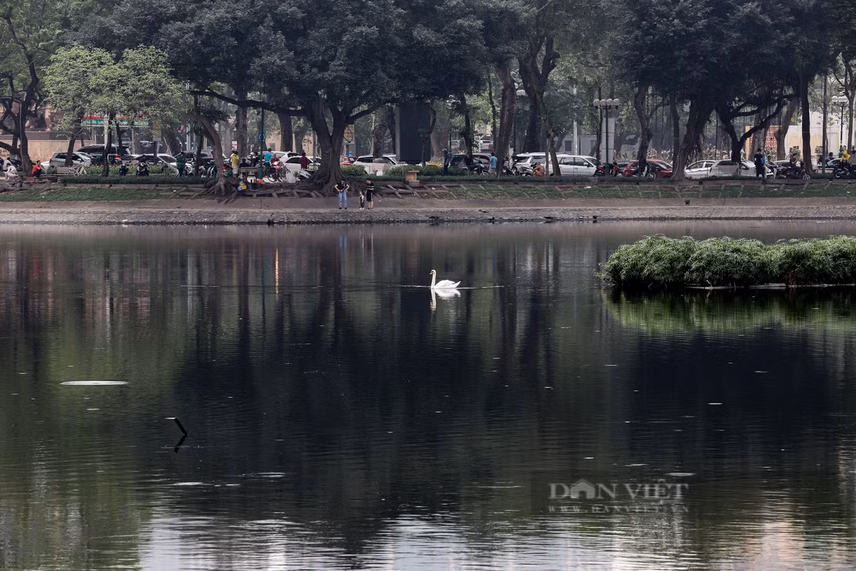Trước đó, vào năm 2019, đàn thiên nga đẻ hàng chục quả trứng. Công ty Thoát nước Hà Nội phối hợp với một số đơn vị tìm cách nhân giống đàn thiên nga này nhưng không thành công.