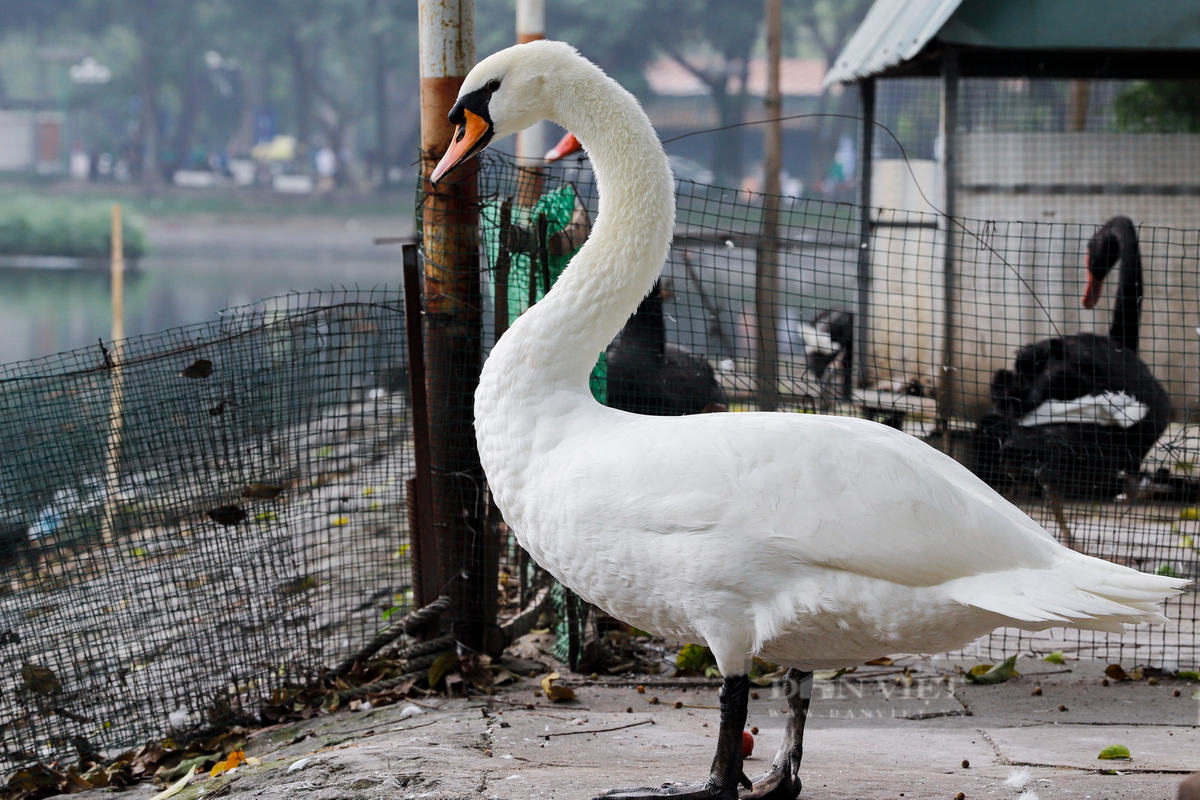 Cánh của những con thiên nga này cũng đã được cắt bớt để hạn chế bay lên bờ gây mất an toàn cho người tham gia giao thông.