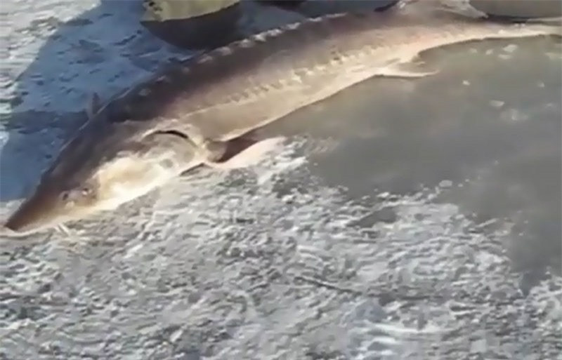 Video: Tom duoc “thuy quai thoi tien su” khi cau ca duoi bang