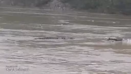 Video: Giành xác trâu, hai con cá sấu "đánh nhau" dữ dội Video: Gianh xac trau, hai con ca sau