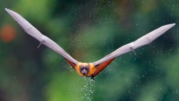 Tai sao bay gio loai doi nhu da tuyet chung?-Hinh-6