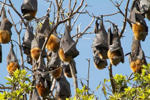 Tai sao bay gio loai doi nhu da tuyet chung?-Hinh-13