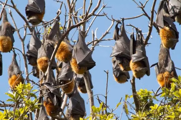 Tai sao bay gio loai doi nhu da tuyet chung?-Hinh-13