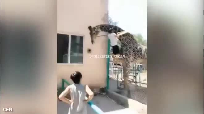 Video: Say xin, nam thanh nien cuoi huou cao co va cai ket