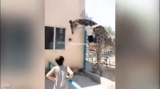 Video: Say xin, nam thanh nien cuoi huou cao co va cai ket