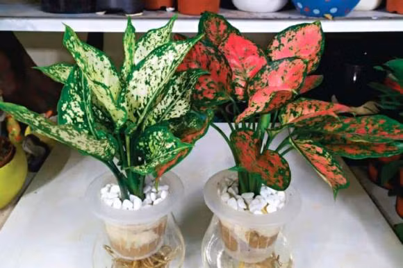 Trong nha trong loai cay nay se duoc Than Tai 