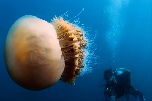 Sinh vat dai nhat the gioi, hon ca ca voi xanh-Hinh-9